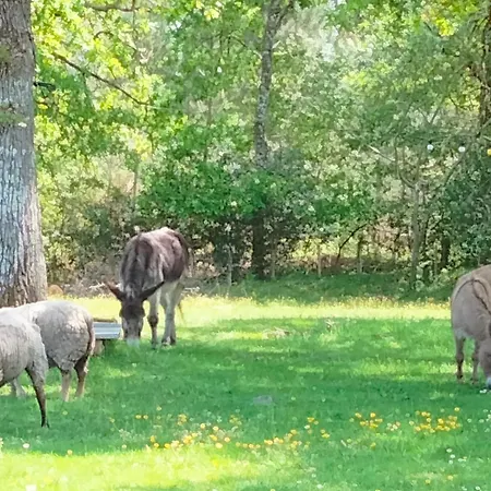 Au Calme Dans Un Airial Cazalis (Gironde)